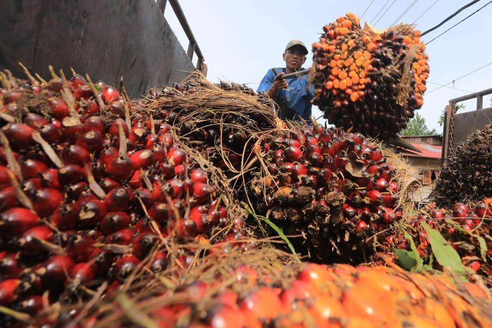 Ekspor Sawit Juni Melonjak 64% Jadi 3,28 Juta Ton, Stok Justru Susut ke 2,84 Juta Ton