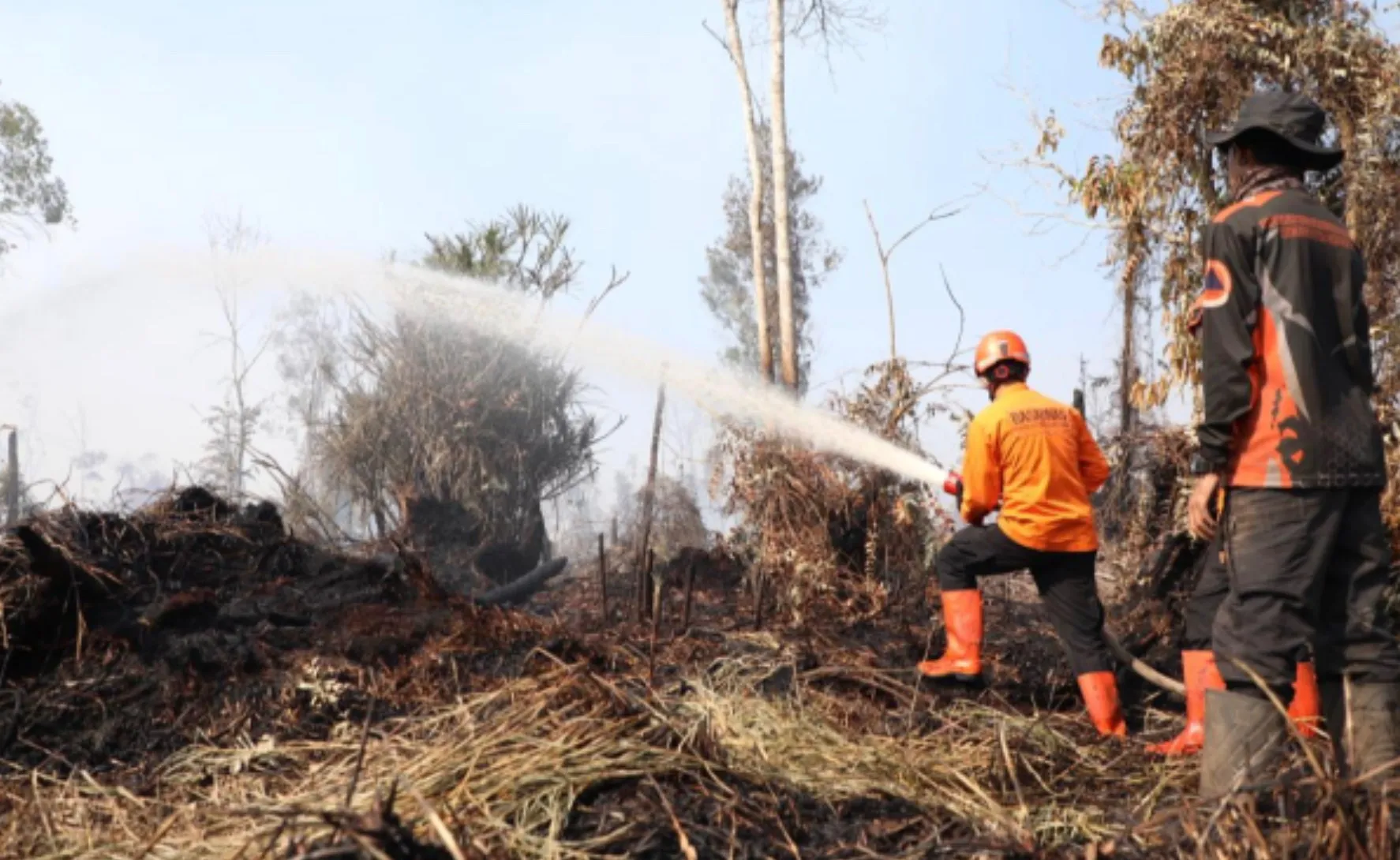 Karhutla Jambi Capai 1.879 Hektare, BPBD Kerahkan Water Bombing dan 5.984 Personel Padamkan Api Jelang Puncak Kemarau