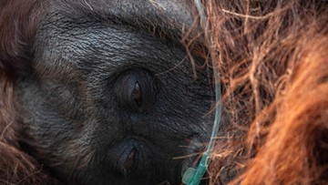 BKSDA: Orang Utan Sempurna Mati Akibat Gangguan Napas, Nekropsi Ungkap Kerusakan Paru