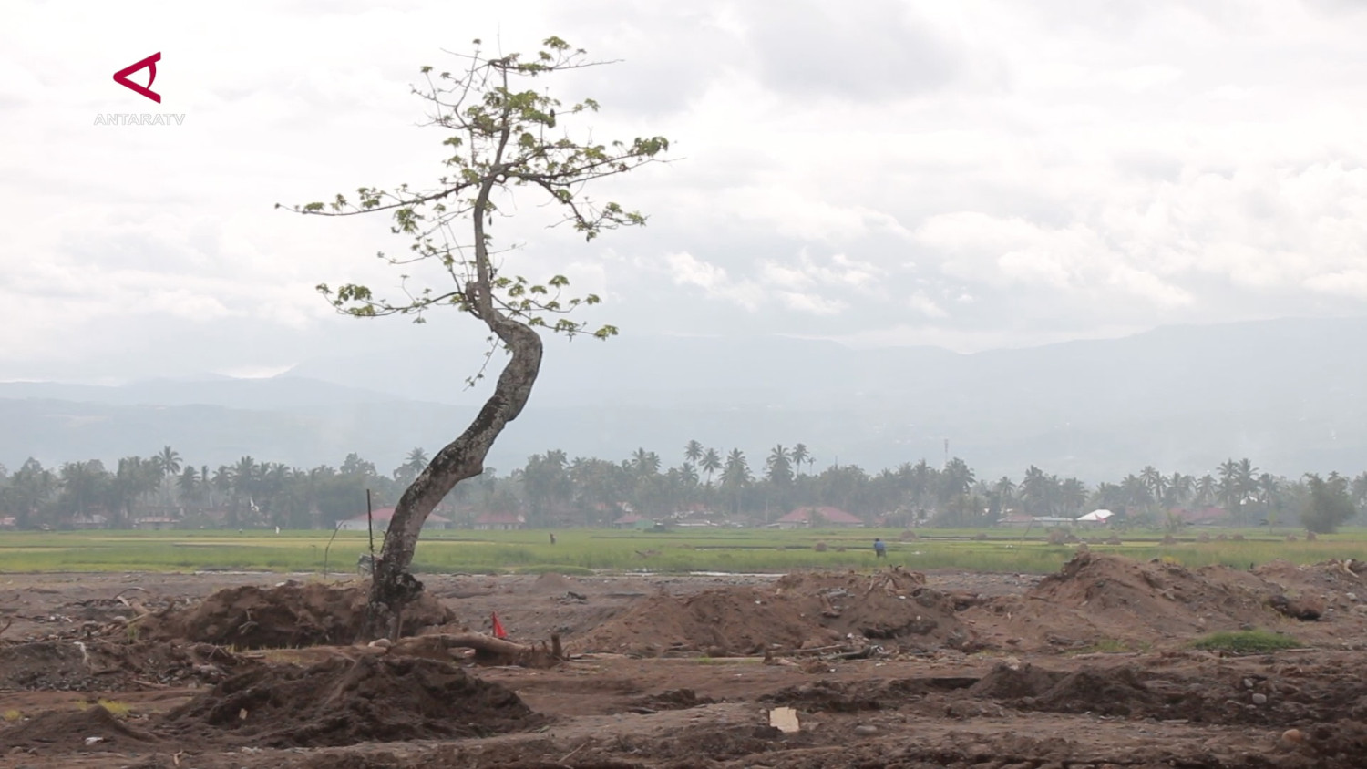 Pemprov Sumbar Data Ulang Lahan Sawah Rusak Berat Terdampak Bencana, Target Rehabilitasi Dimulai 2027