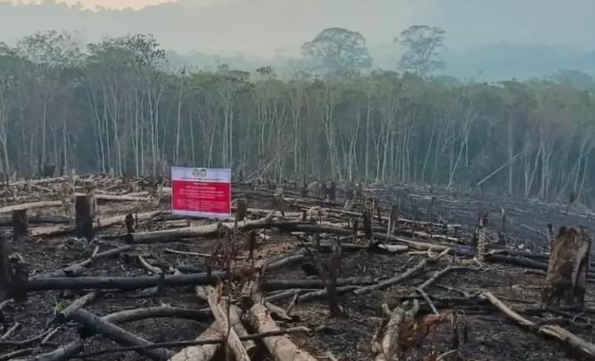 5 Perusahaan HTI di Kalbar Bekukan Izin Usaha Usai Lahan Konsesi Terbakar, Total Area Capai 371.560 Hektare