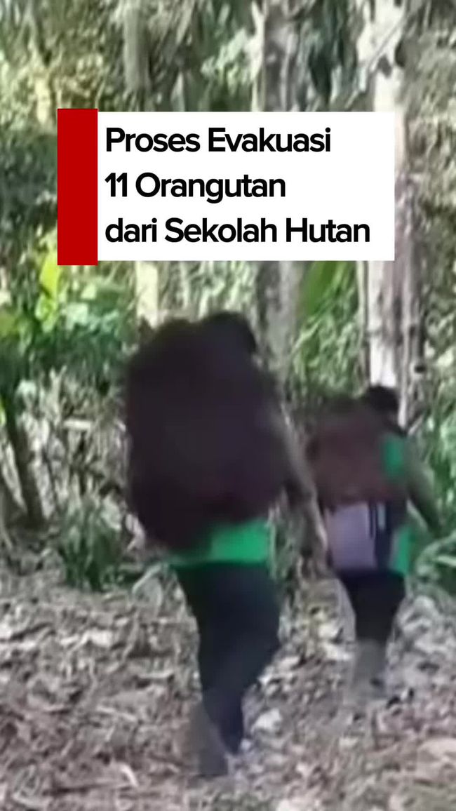 BKSDA Kaltim Evakuasi 11 Orangutan dari Sekolah Hutan Kutai Kertanegara, Karhutla Makin Mendekat