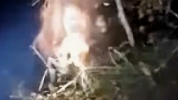 BKSDA dan OFI Selamatkan Induk dan Anak Orangutan dari Lahan Terbakar di Sampit