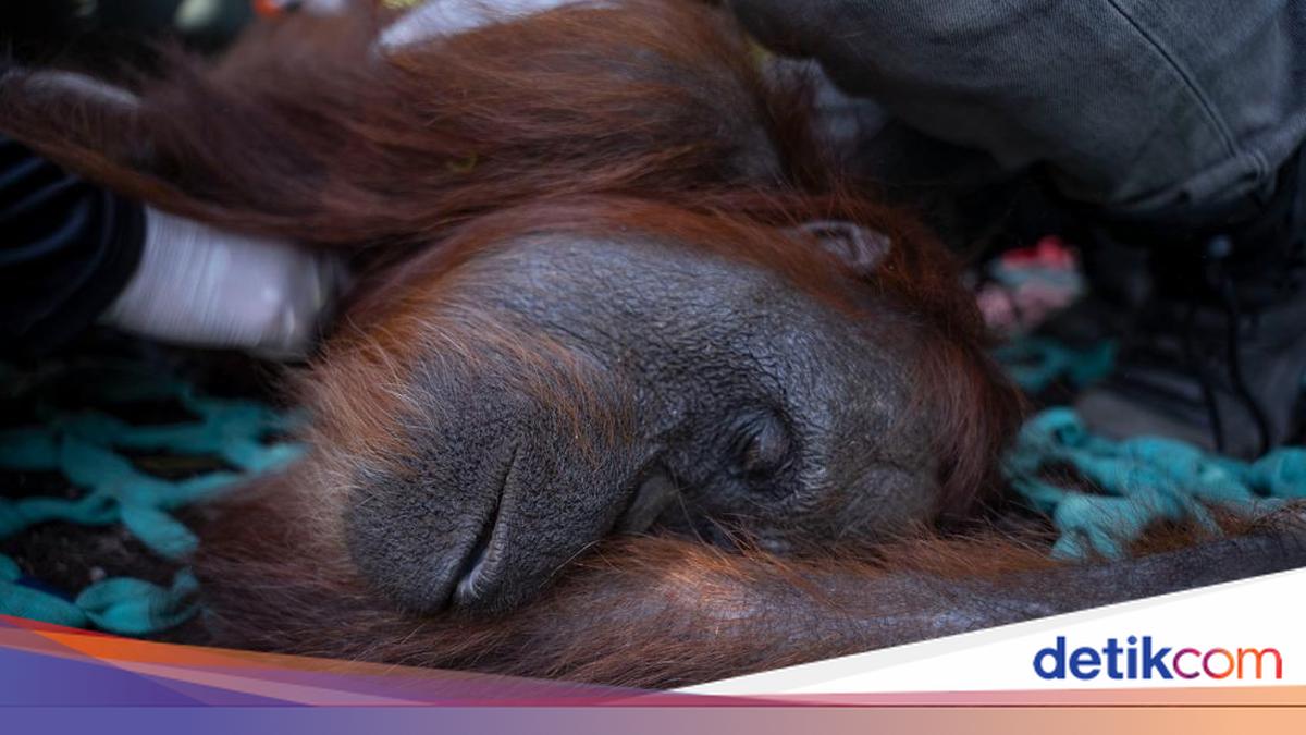 Orang Utan Sempurna Mati di Ketapang, Legislator Desak Karhutla Kalbar Dinyatakan Bencana Nasional