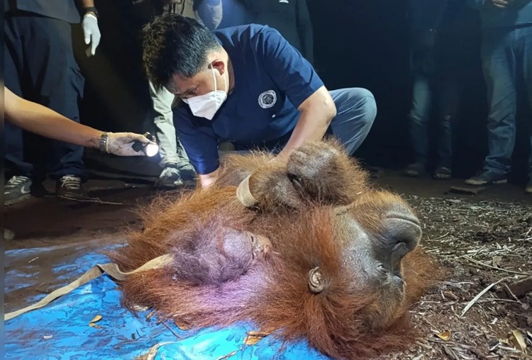 Karhutla Tewaskan Orangutan di Ketapang, DPR Desak Percepatan Evakuasi Satwa