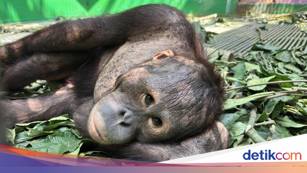 Karhutla Kaltim Ancam Satwa Liar, 11 Orang Utan Dievakuasi dari Sekolah Hutan IKN dan Seekor Tenggiling Luka Parah di Berau