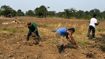 Sepuluh Napi Lapas Karawang dan TNI Tanam Jagung di Lahan Kodim