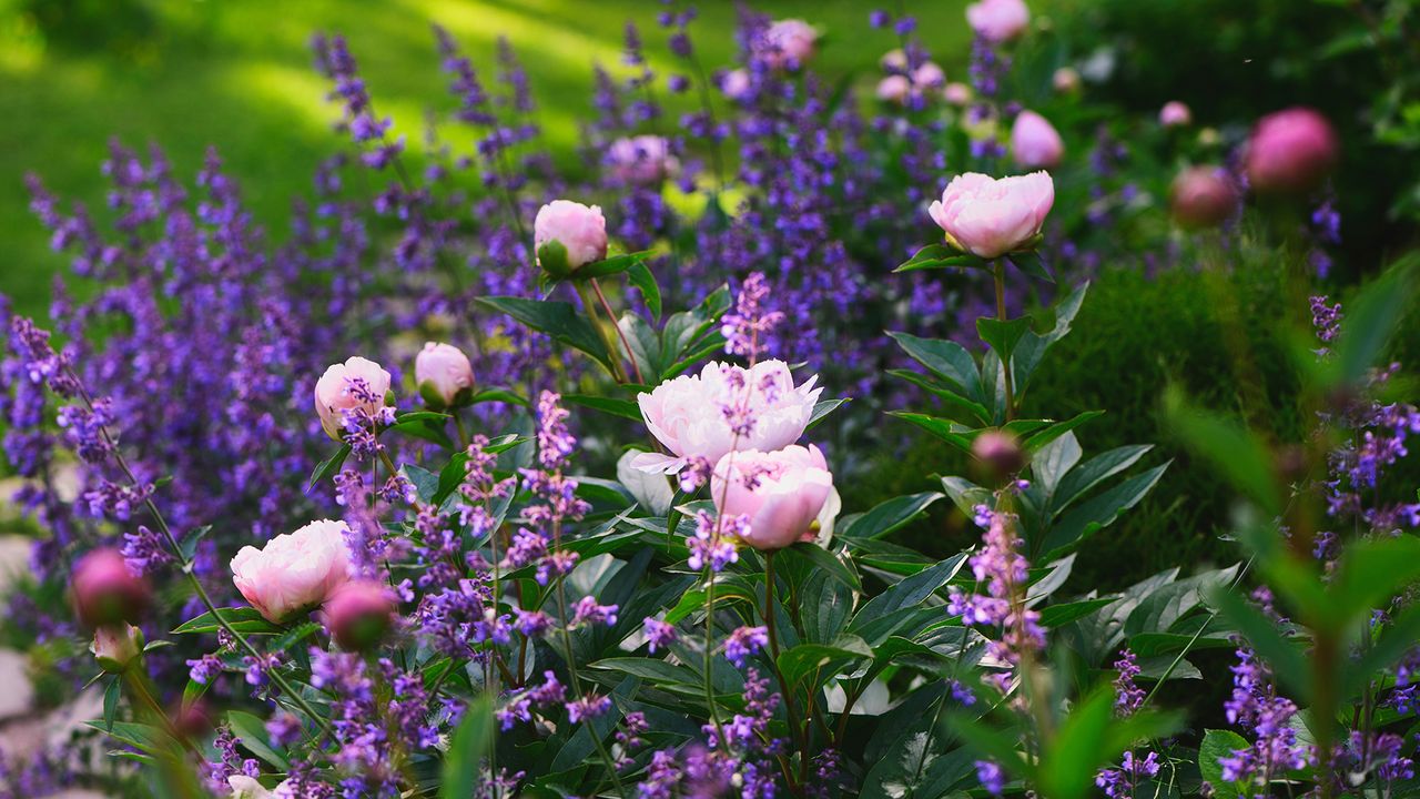 Trik Berkebun September untuk Perbanyak Tanaman Tanpa Keluar Biaya