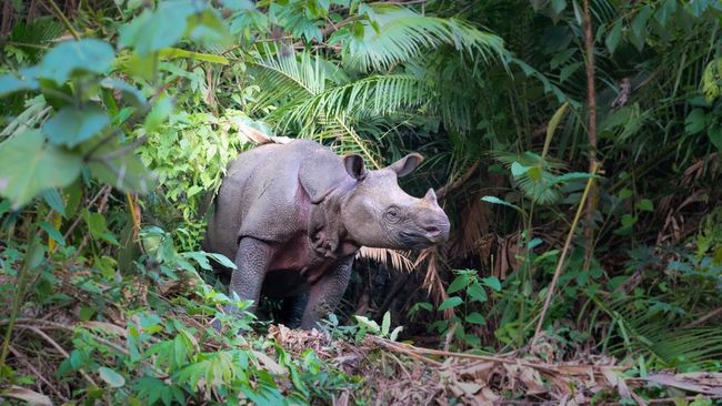 Dua Destinasi Indonesia Masuk Daftar Wisata Satwa Liar Terbaik Dunia, Ada Badak Jawa dan Orangutan