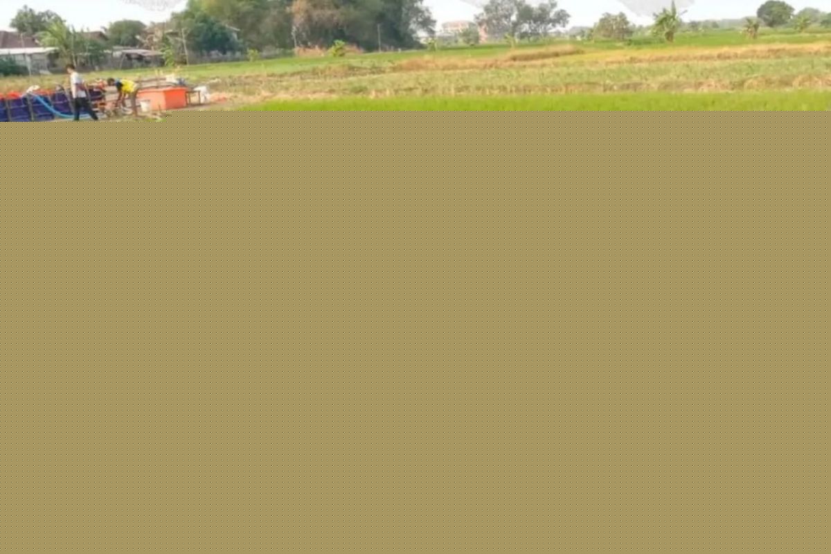 Kekeringan Ancam Sawah di Samarinda dan Kutai Kartanegara, BWS Kaltim Distribusikan 4.000 Liter Air ke Lahan Terlanjur Tanam