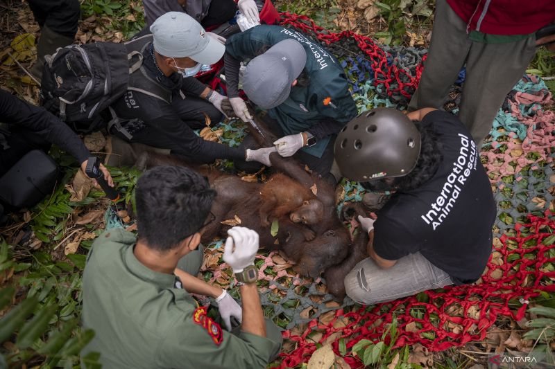 BKSDA Kalbar Evakuasi Induk dan Anak Orangutan di Ketapang, Terpapar Asap Karhutla dan Kehilangan Habitat