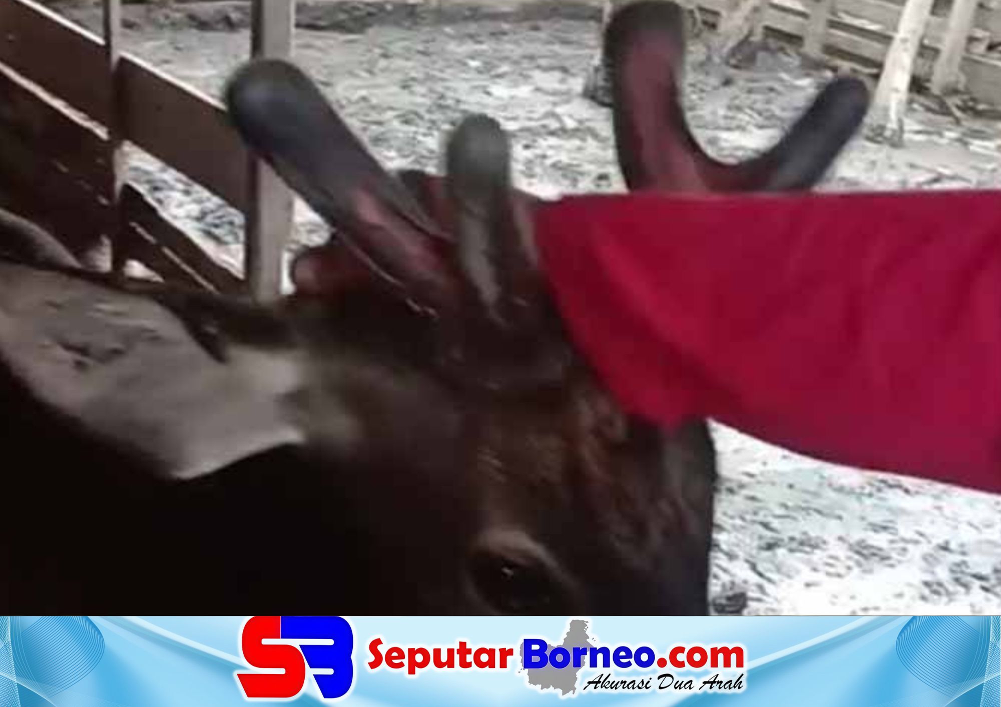 BKSDA Sampit Lacak Pemilik Kandang Rusa di Pulau Hanaut, Video Viral Tampilkan Tarif Rp 10 Ribu