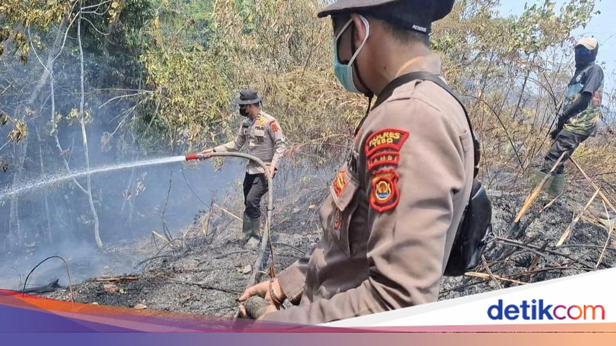 Kebakaran Hutan dan Lahan Seluas 86 Hektare di Tebo Jambi Padam, Api Sempat Masuk Koridor Gajah