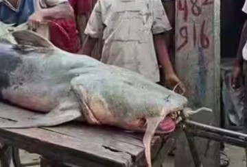 Pemerintah Bihar Larang Warga Konsumsi Ikan Misterius Usai Banjir Nepal