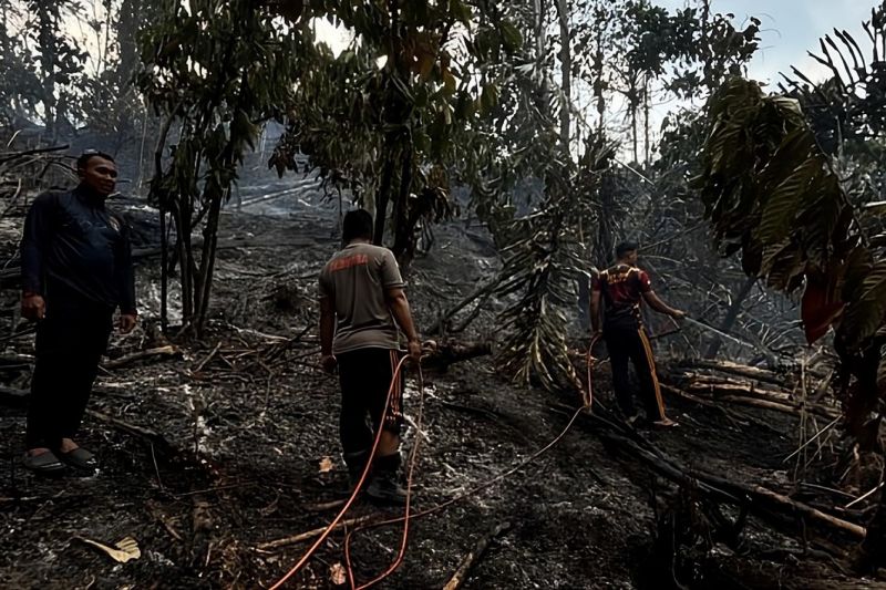 Kebakaran Hutan dan Lahan Hanguskan 20 Hektare Kebun Sawit dan Kakao di Desa Binuang Buol