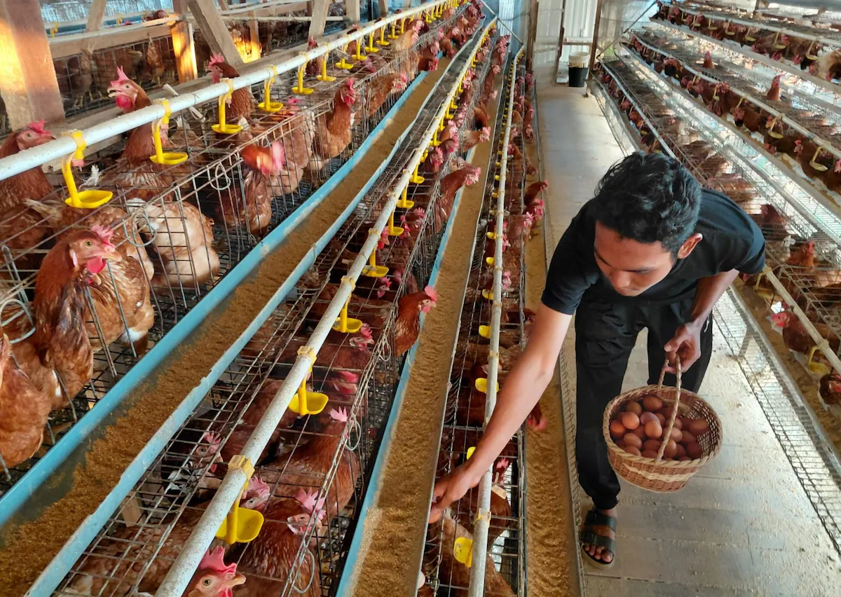 Kisah Reza, Pemuda 22 Tahun di Jepara yang Kelola 1.200 Ayam Petelur demi Suplai Protein Warga