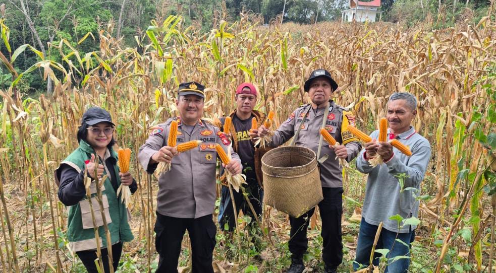 Kemarau Panjang di Toraja Utara Anjlokkan Produksi Jagung Jadi 1,2 Ton per Hektare, Polisi Turun Tangan