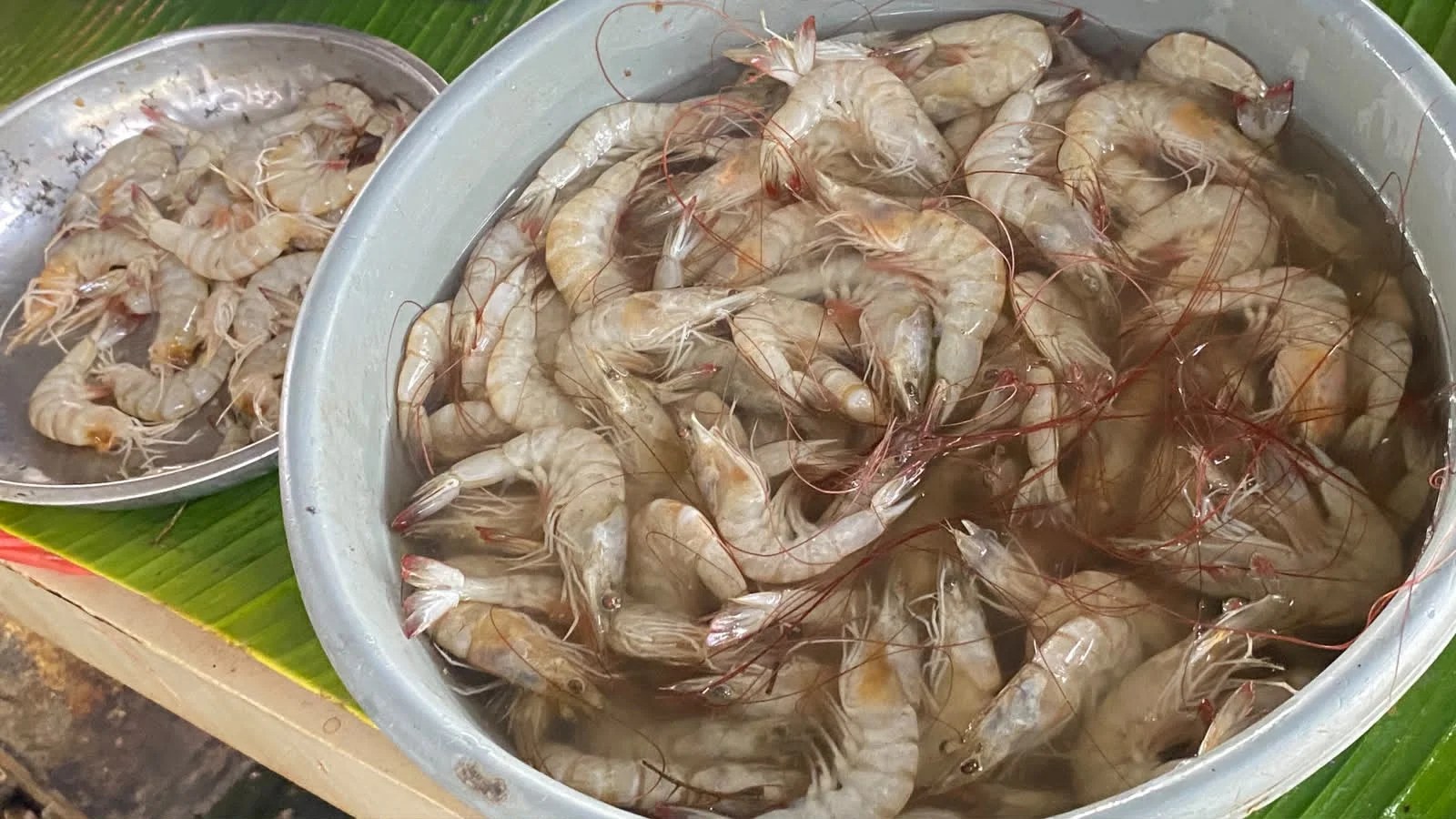 Harga Ikan Tongkol dan Udang di Pasar Al-Mahirah Banda Aceh Naik Jelang Maulid, Tembus Rp30 Ribu per Kilogram