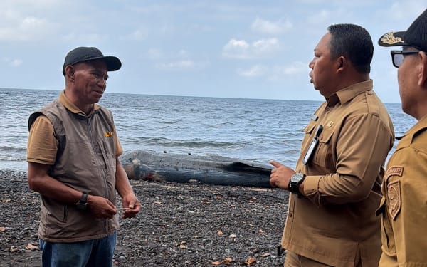 Paus Sperma 15 Meter Terdampar di Pantai Taduma Ternate, Pemkot Putuskan Kubur Darurat