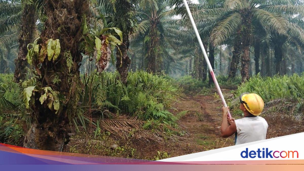 FSBKS Kalbar Minta Perusahaan Sawit Lindungi Buruh dari Kabut Asap, dari Masker hingga Penyesuaian Jam Kerja