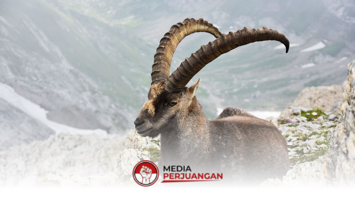 Ramalan Zodiak Capricorn Hari Ini, 8 September 2026