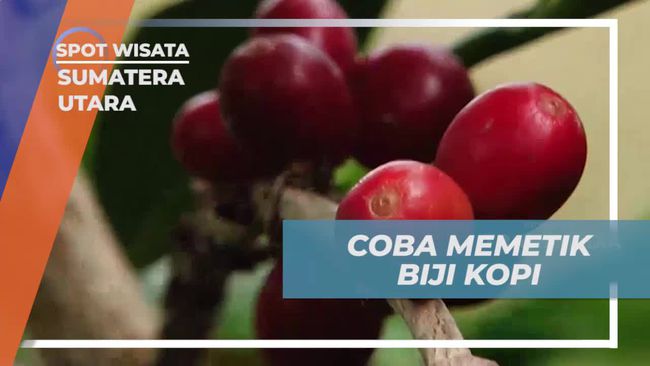 Artis Bantu Petik Kopi Arabica di Kebun Sumatera Utara, Begini Keseruan di Lokasi Syuting