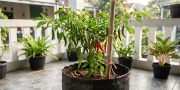 6 Cara Merawat Cabai di Polybag agar Subur dan Rajin Berbuah