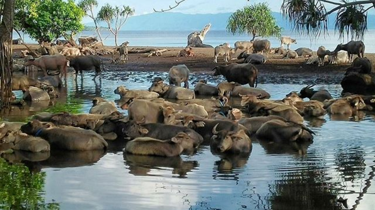 5 Alasan Kolam Barokah Abadi Dompu Layak Jadi Tujuan Liburan Keluargamu