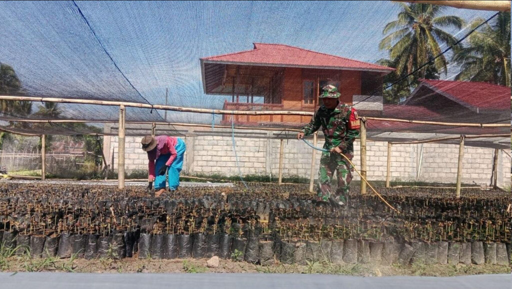 Babinsa Kotamobagu Dampingi Petani Siram 2.000 Bibit Kakao di Kobo Besar, Antisipasi Cuaca Panas
