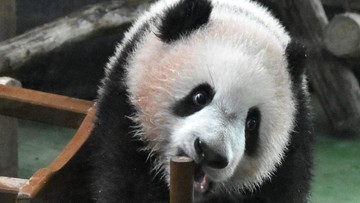 Studi Ungkap Panda Dulu Pemakan Daging, Baru 5.000 Tahun Lalu Beralih ke Bambu