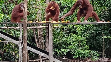 Kebakaran TN Tanjung Puting Meluas, 3.105 Hektare Habitat Orang Utan Terdampak