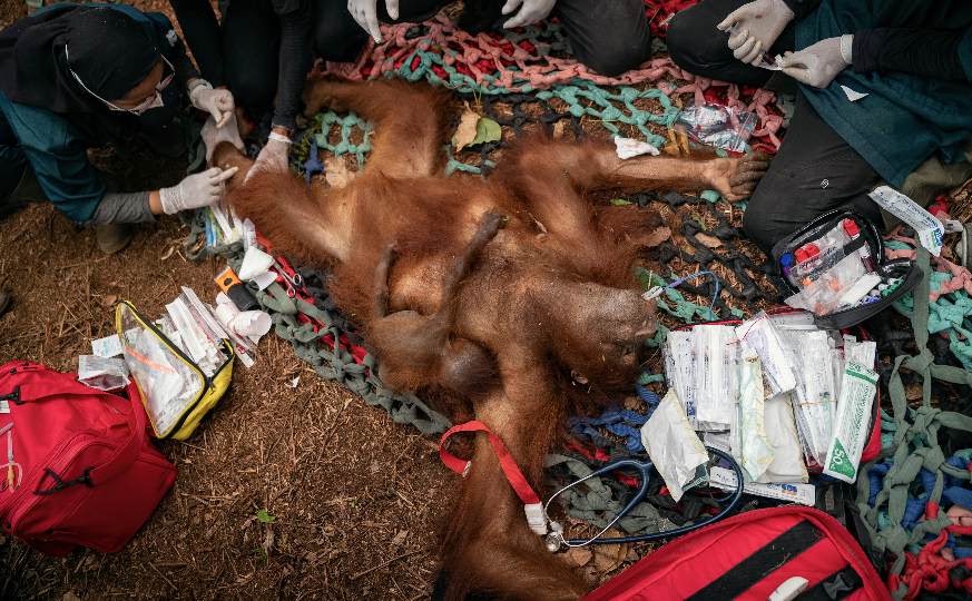 6 Orangutan Terjebak Karhutla di Kayong Utara Dievakuasi Dua Gelombang, 15 Satwa Diselamatkan Sebulan Terakhir