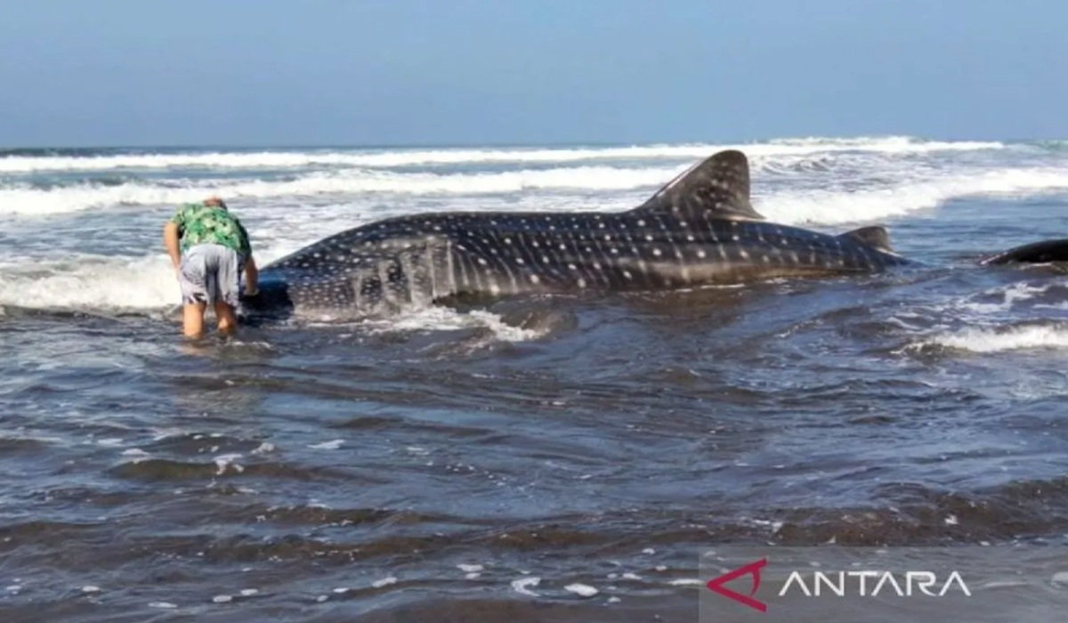 Bangkai Hiu Paus 8 Meter Terdampar di Pantai Pengeragoan Jembrana Dikubur Pakai Ekskavator