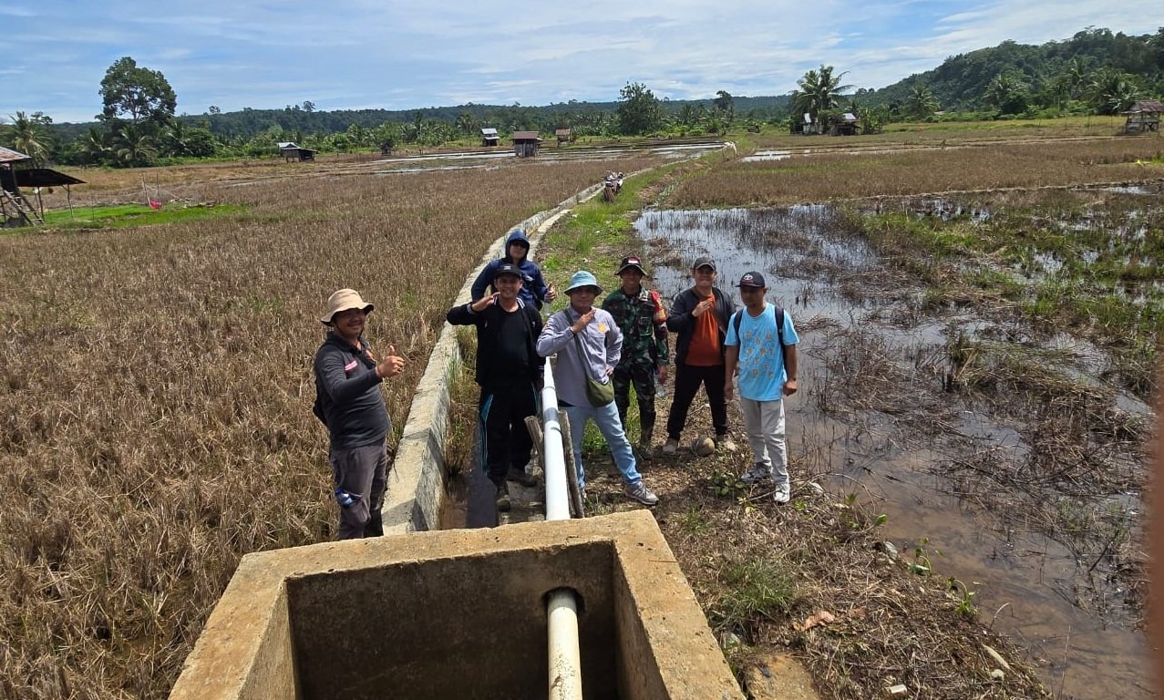 Optimalisasi 287 Hektare Sawah Terdampak Banjir di Pidie Capai 90 Persen, 95 Hektare Rusak Berat Masih Ditangani