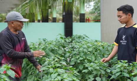Pesantren Baitul Arqom Jember Kembangkan Pertanian dan Peternakan Santri