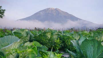 Abu Vulkanik Bikin Tanaman Subur? Ini Kata Pakar Pertanian
