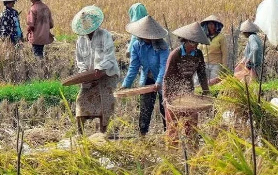 Cadangan Beras Lebak 117,20 Ton di Bulog dan 88 Ribu Ton di 522 Kasepuhan, Dinas Pastikan Aman hingga Awal 2027