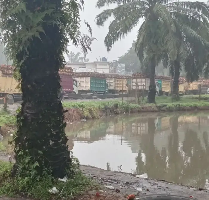 Petani Labura Pertanyakan Harga TBS PT KISS Rp3.020 per Kg, Selisih Rp1.059 dari Acuan Sumut Rp4.079