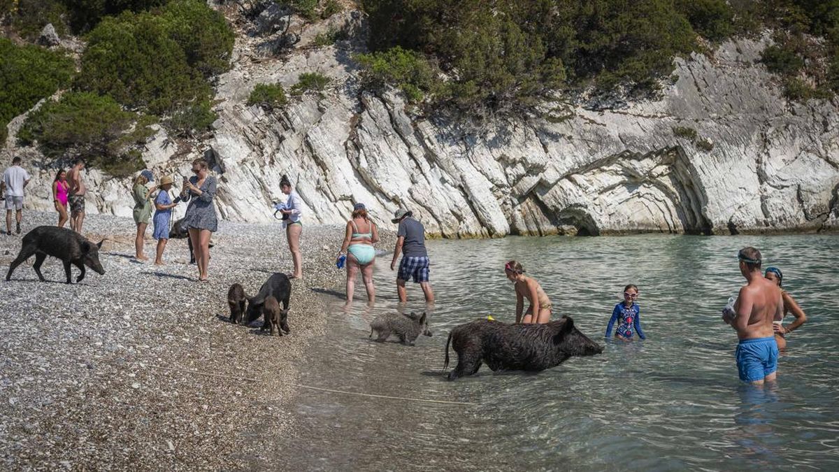Pulau Atokos Yunani Viral, Wisatawan Berenang Bareng Babi Hitam