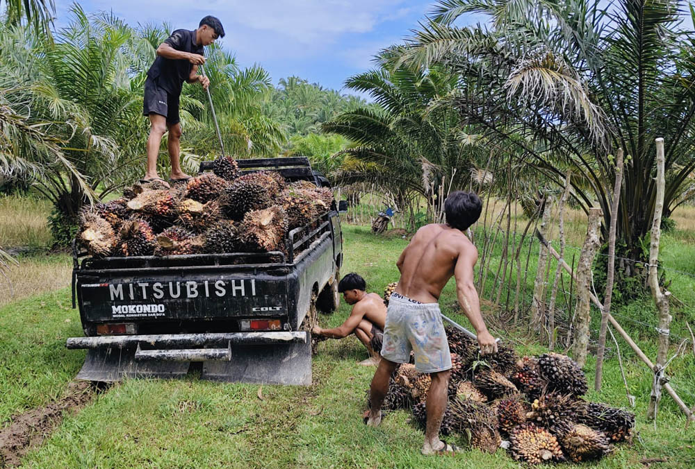 Harga TBS Kelapa Sawit di Bengkulu Utara Naik ke Rp3.090 per Kilogram, Petani Soroti Selisih Harga di Tingkat Ramp