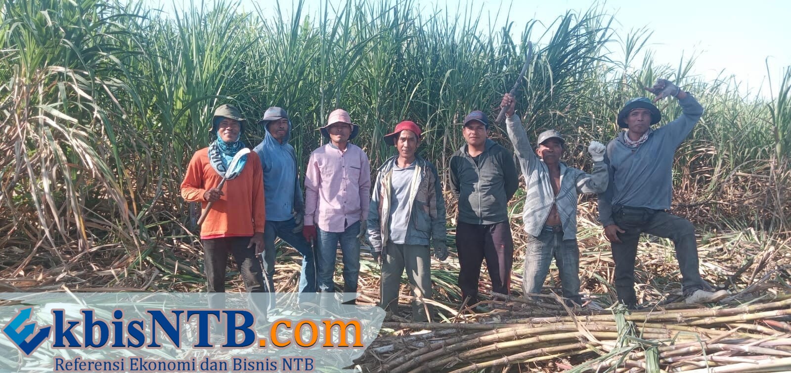 Kementan Alokasikan Stimulus Benih untuk 1.000 Hektare Lahan Tebu di NTB Sepanjang 2026