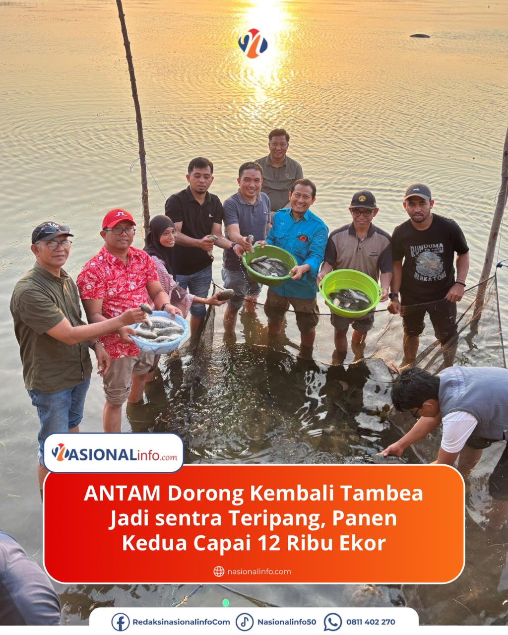 Antam Dorong Tambea Kolaka Kembali Jadi Sentra Teripang, Panen Kedua Tembus 12 Ribu Ekor