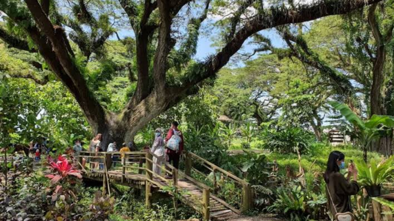 De Djawatan Forest Banyuwangi, Hutan Trembesi Raksasa Bernuansa Lord of the Rings