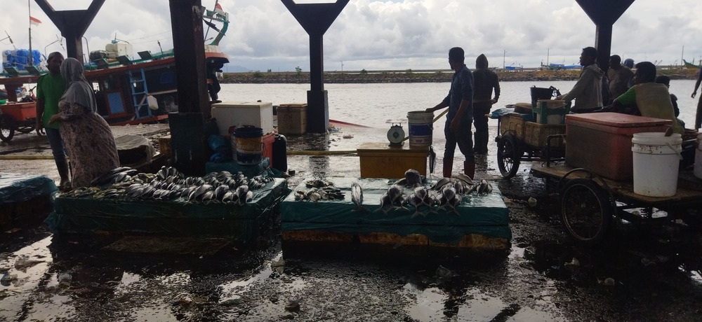 Harga Ikan di PPS Lampulo Banda Aceh Turun, Tuna Kini Rp30 Ribu per Kilogram