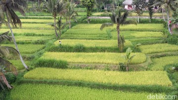 Sopir Lokal Tetebatu Tolak Taksi Online Jemput Wisatawan di 7 Desa Wisata