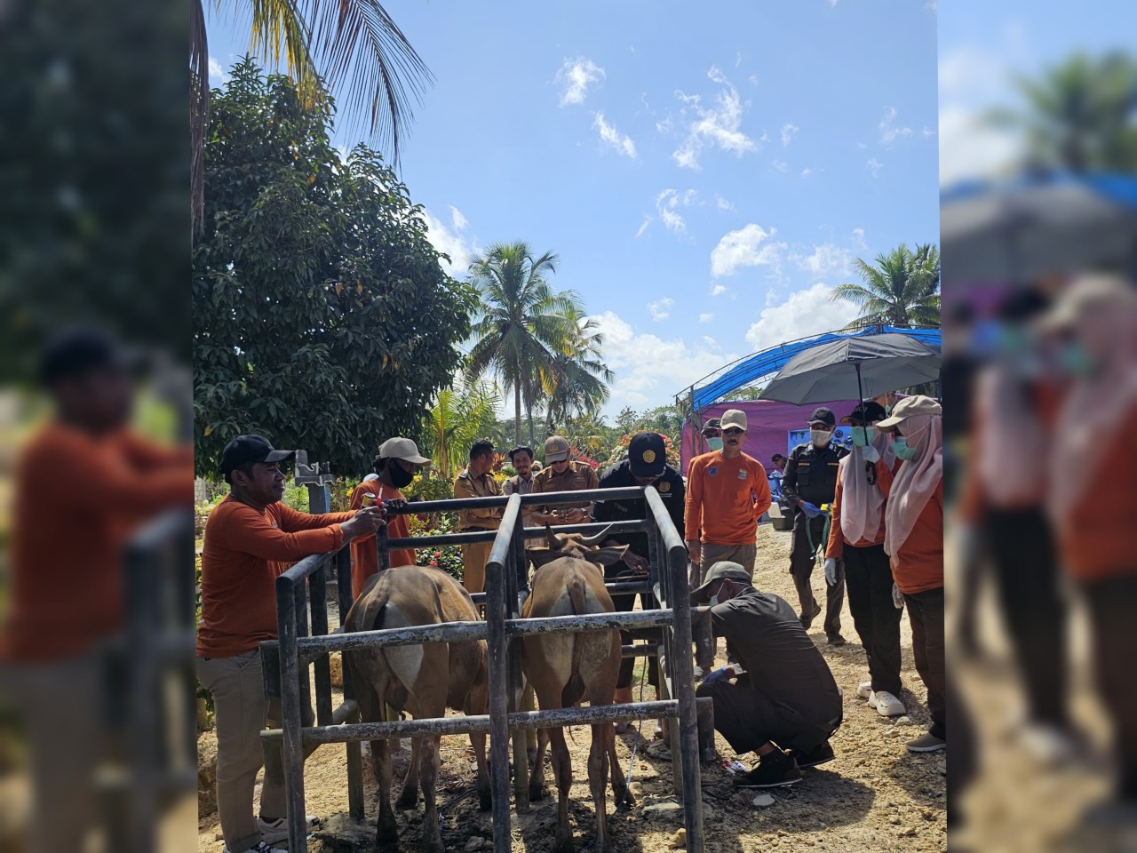 Dinas Peternakan Muna Vaksin Rabies Hewan Kesayangan dan Periksa 163 Sapi di Sentra Ternak