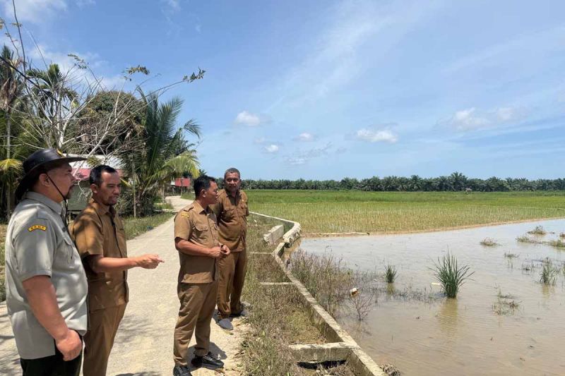 Dinas Pertanian Aceh Timur Pulihkan 8.074 Hektare Sawah Terdampak Bencana