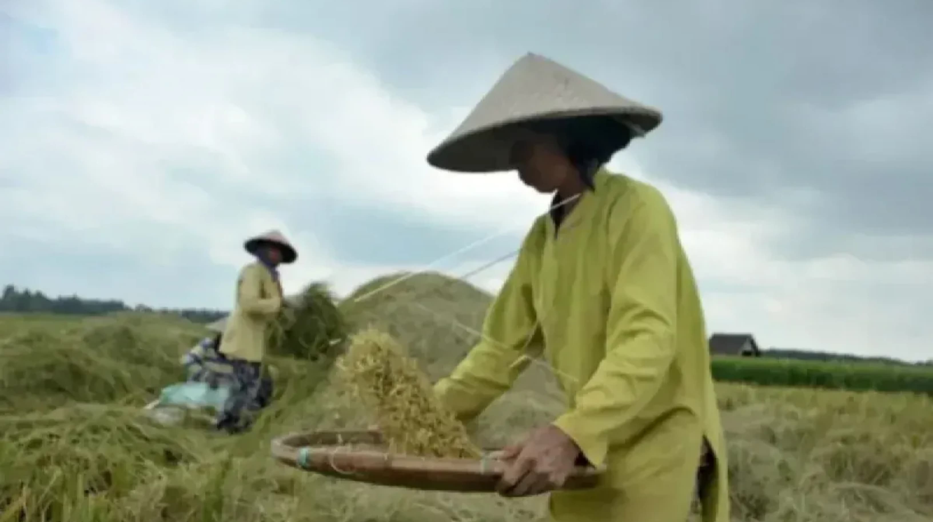 Produksi Padi Sumsel Naik 5 Persen Januari-Agustus 2026, Dinas Pertanian Siapkan Pompa Antisipasi Kemarau Panjang