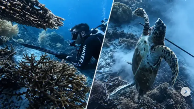 WNA China Tembak Penyu di Raja Ampat, Ditangkap Imigrasi di Makassar