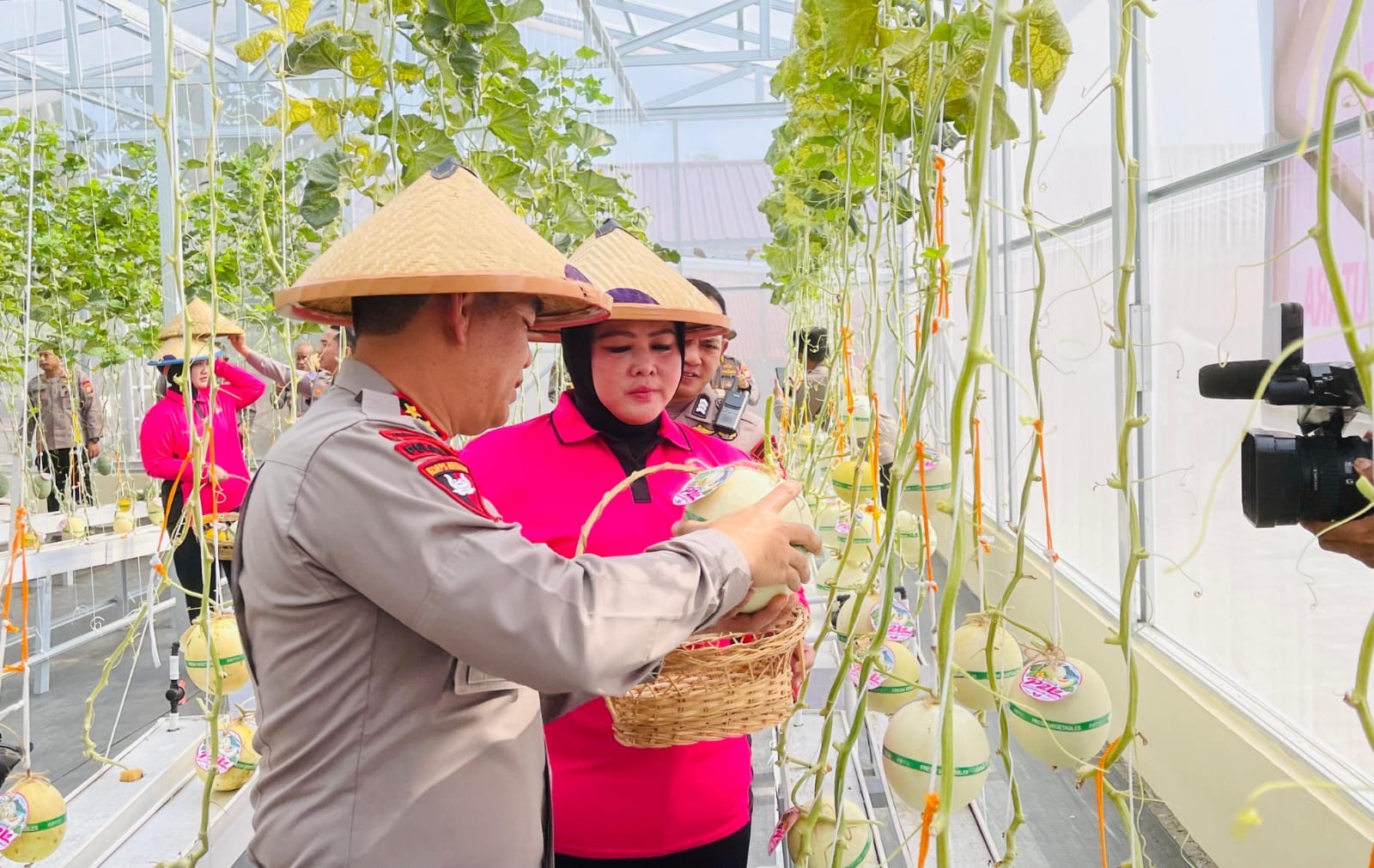 Kapolda Malut Panen Perdana Melon Hidroponik di Lahan Sempit, Dorong Warga Kembangkan Pertanian Greenhouse